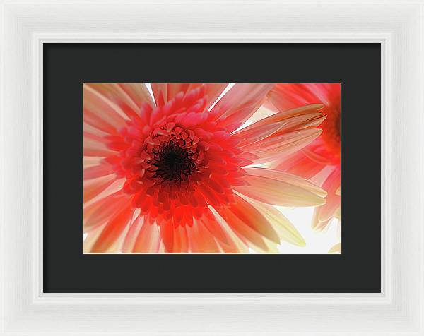 Pink Daisy On Light - Framed Print