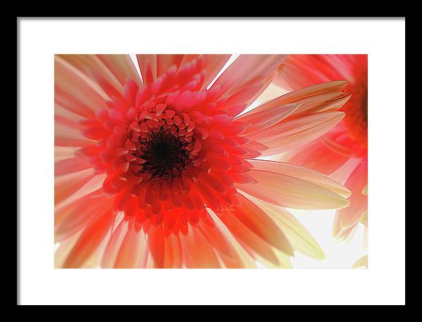 Pink Daisy On Light - Framed Print