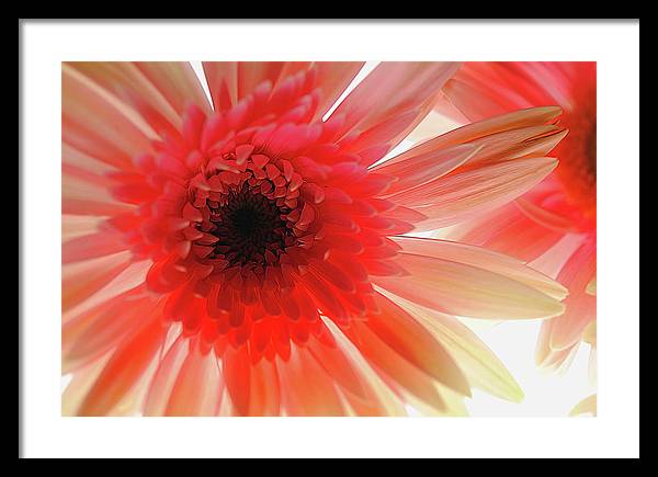 Pink Daisy On Light - Framed Print