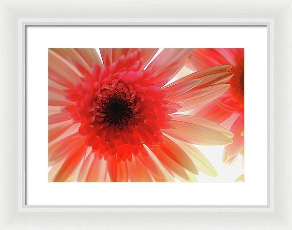 Pink Daisy On Light - Framed Print
