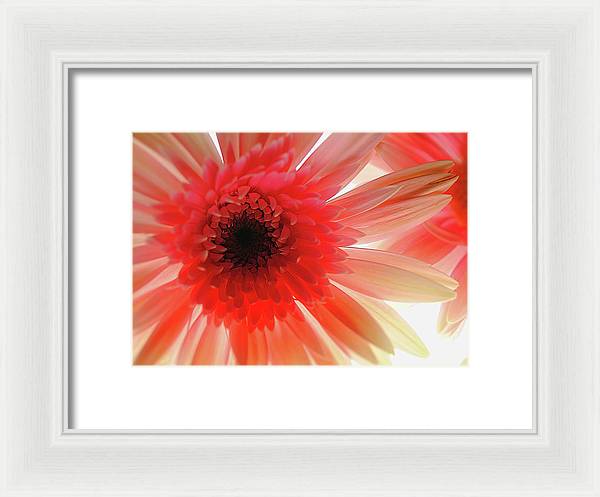 Pink Daisy On Light - Framed Print
