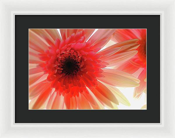 Pink Daisy On Light - Framed Print