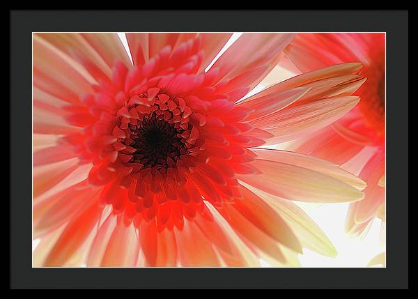 Pink Daisy On Light - Framed Print