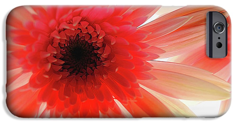 Pink Daisy On Light - Phone Case