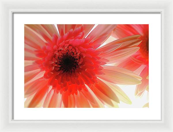 Pink Daisy On Light - Framed Print