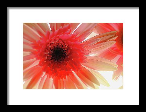 Pink Daisy On Light - Framed Print