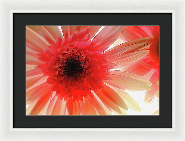 Pink Daisy On Light - Framed Print