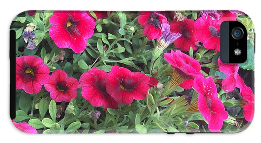 Pink Petunias - Phone Case