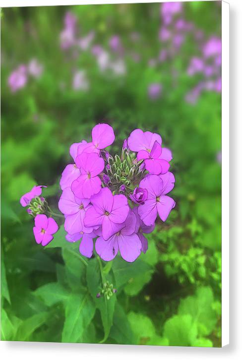 Pink Wildflowers - Canvas Print