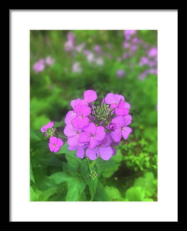 Pink Wildflowers - Framed Print