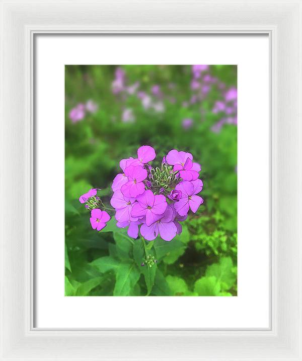 Pink Wildflowers - Framed Print