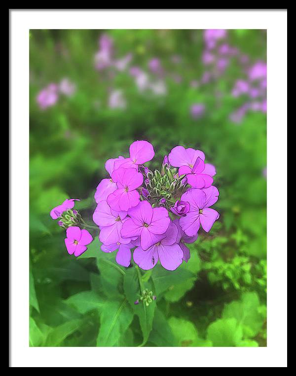 Pink Wildflowers - Framed Print