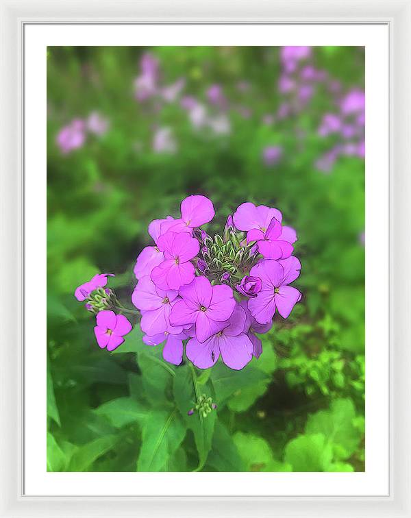 Pink Wildflowers - Framed Print