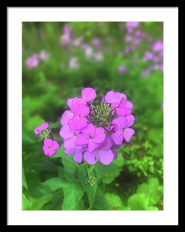 Pink Wildflowers - Framed Print