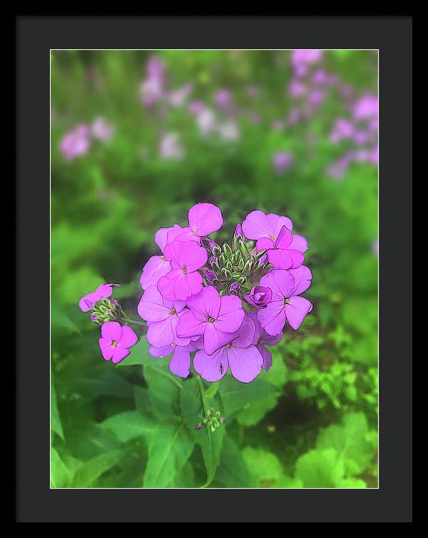 Pink Wildflowers - Framed Print