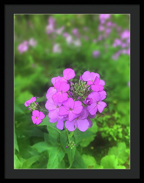 Pink Wildflowers - Framed Print