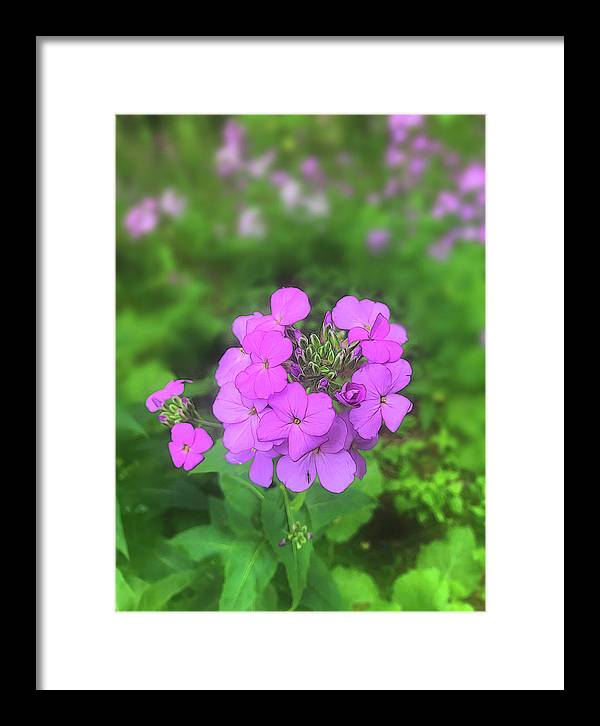 Pink Wildflowers - Framed Print