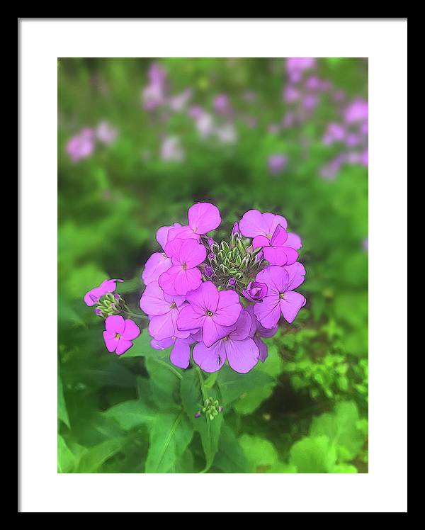 Pink Wildflowers - Framed Print