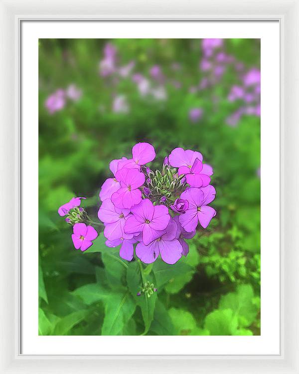 Pink Wildflowers - Framed Print