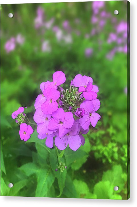 Pink Wildflowers - Acrylic Print
