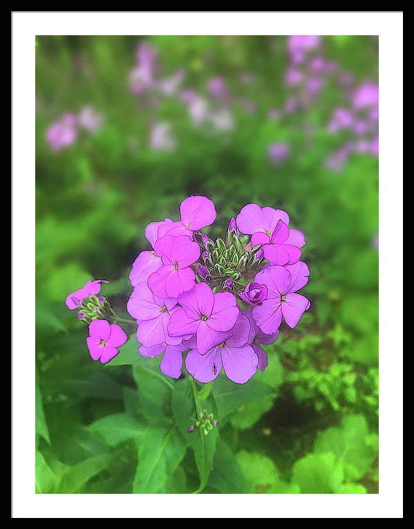 Pink Wildflowers - Framed Print