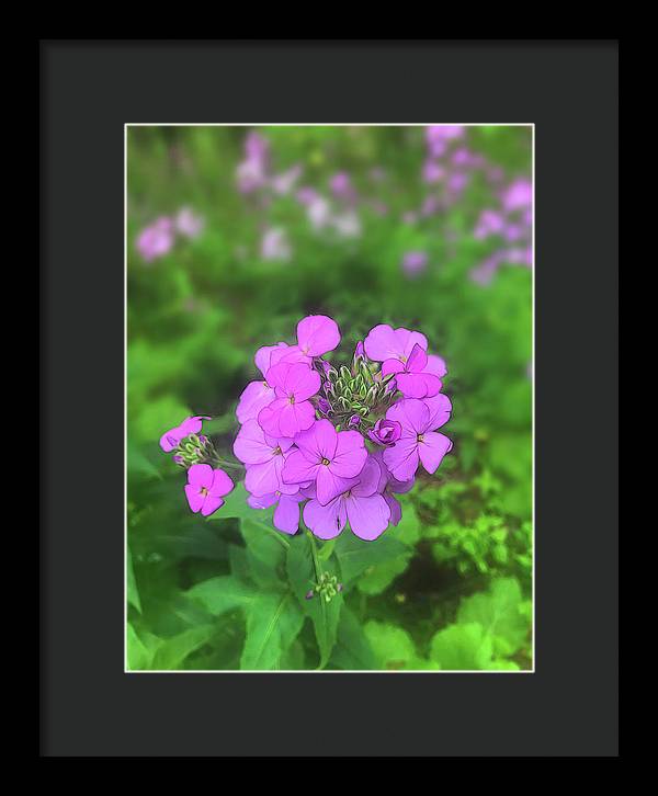 Pink Wildflowers - Framed Print