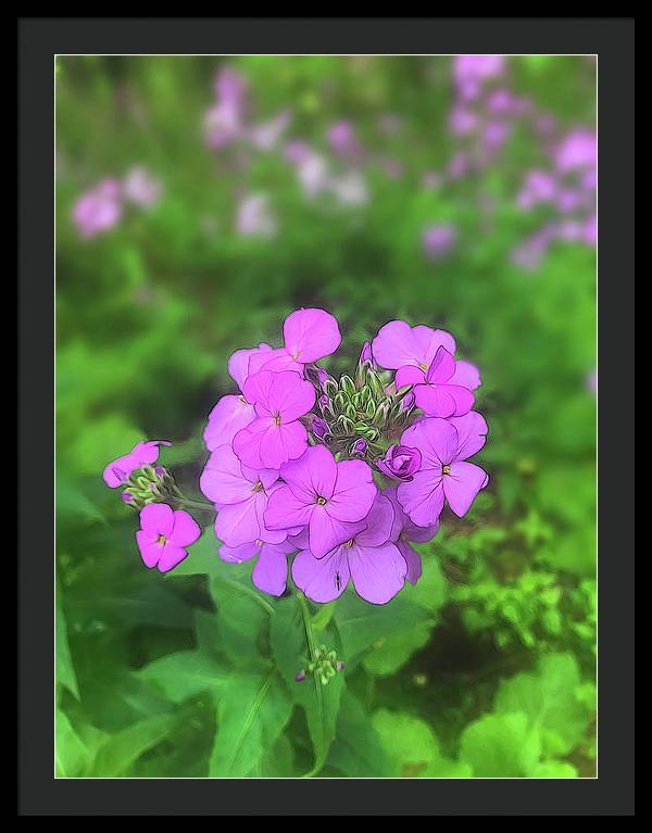 Pink Wildflowers - Framed Print