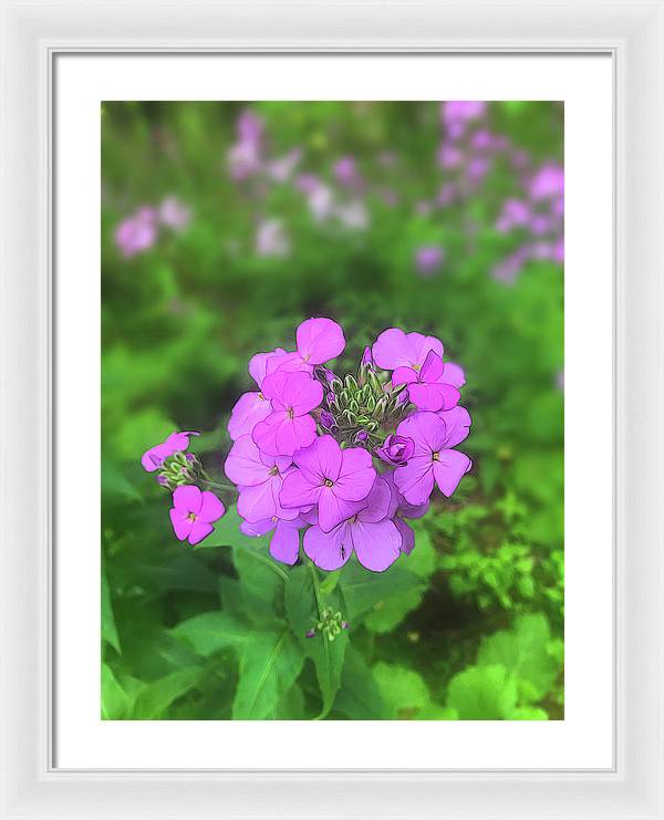 Pink Wildflowers - Framed Print