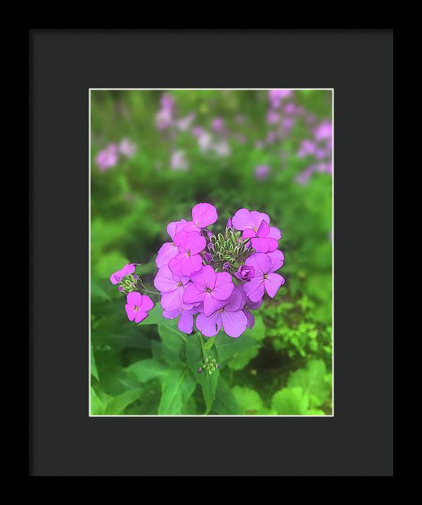 Pink Wildflowers - Framed Print