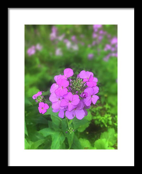 Pink Wildflowers - Framed Print