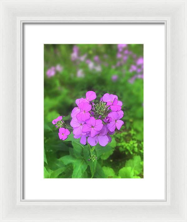 Pink Wildflowers - Framed Print