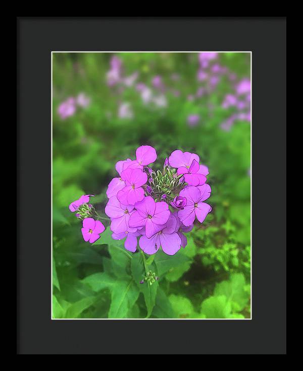 Pink Wildflowers - Framed Print