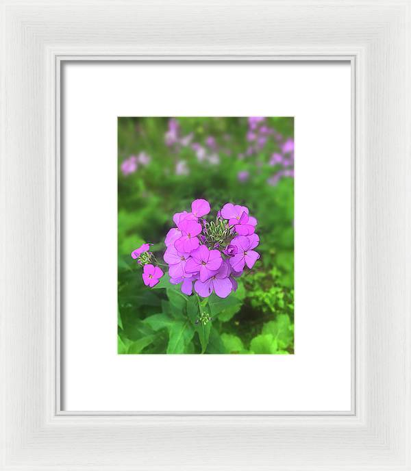 Pink Wildflowers - Framed Print