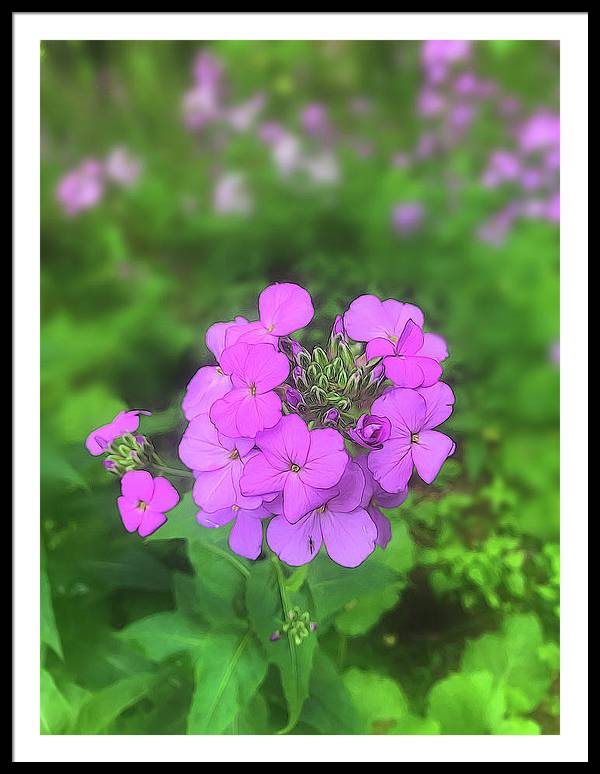 Pink Wildflowers - Framed Print