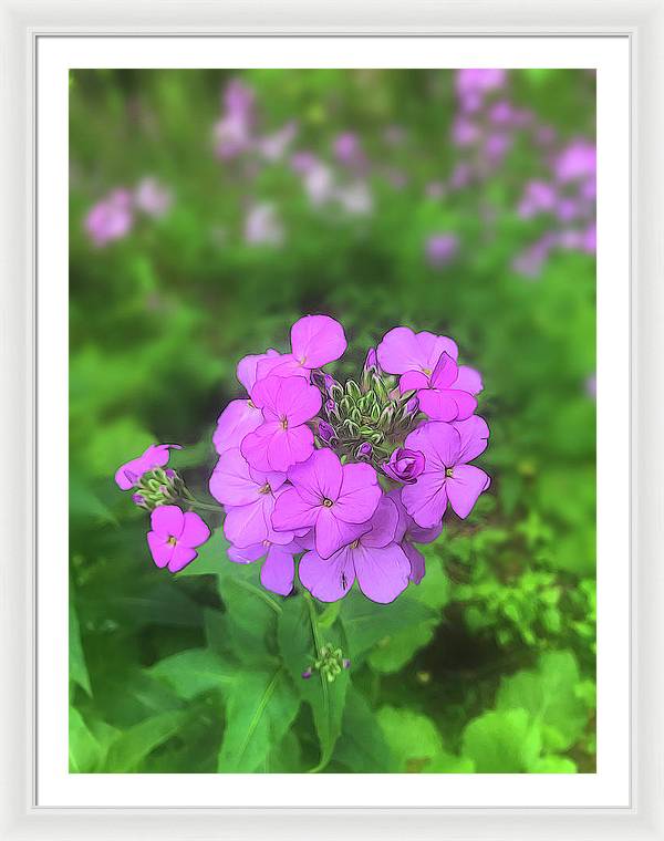 Pink Wildflowers - Framed Print