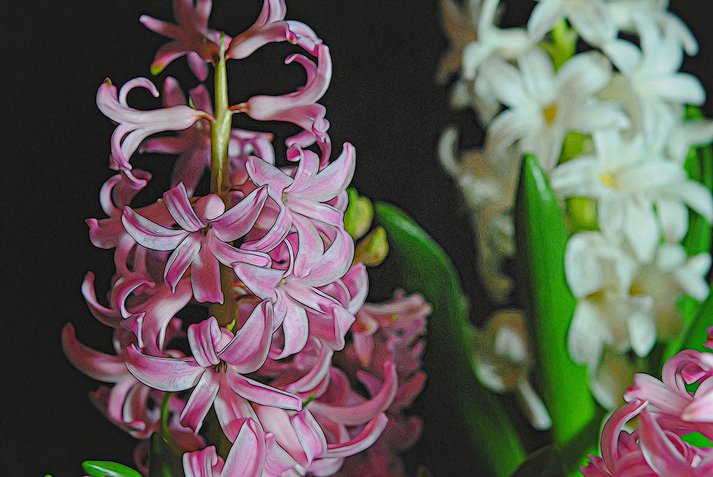 Pink and White Hyacinths Digital Image Download