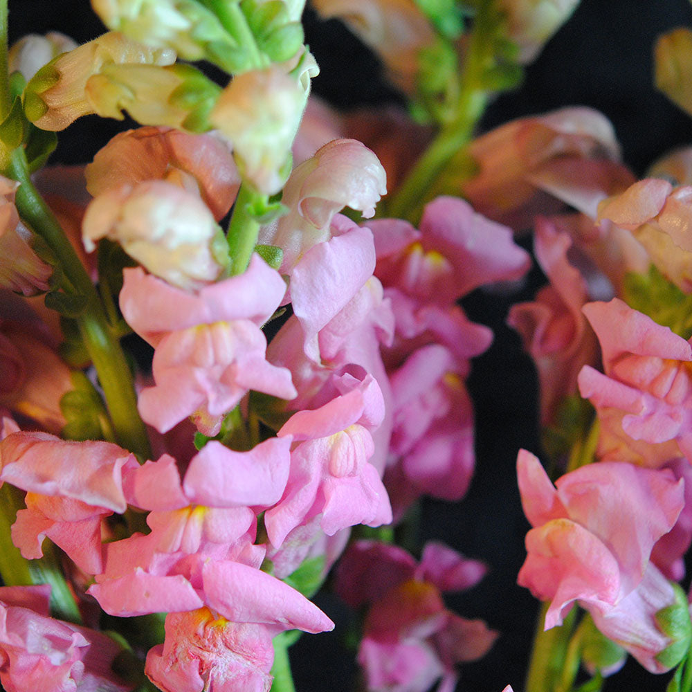 Pink Snapdragons Digital Image Download