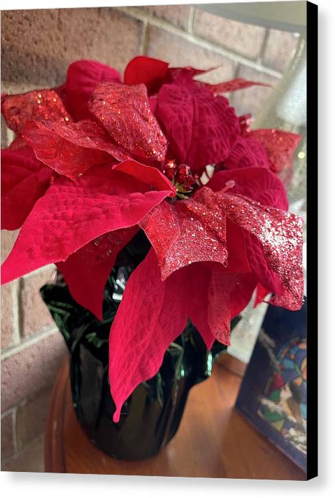 Poinsettia - Canvas Print