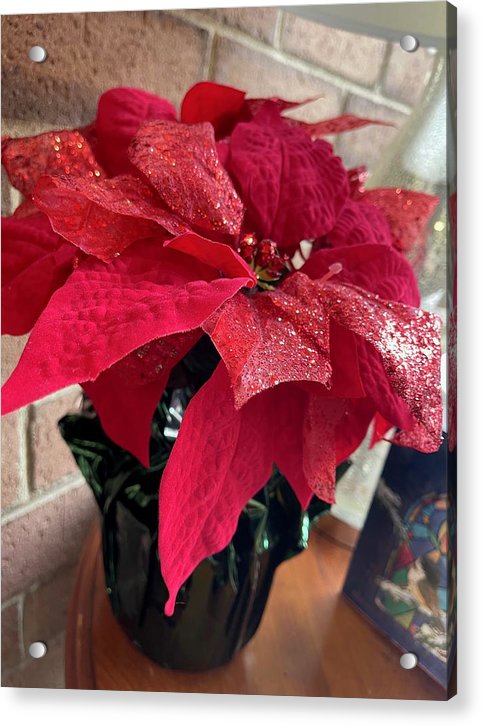 Poinsettia - Acrylic Print