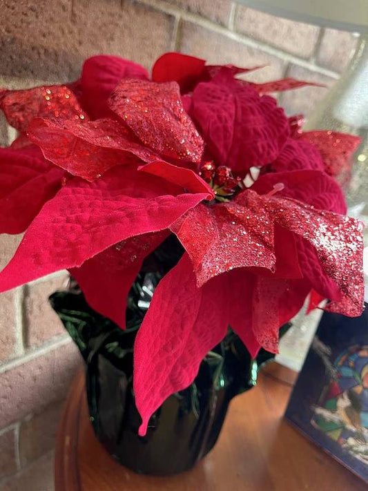 Poinsettia - Art Print