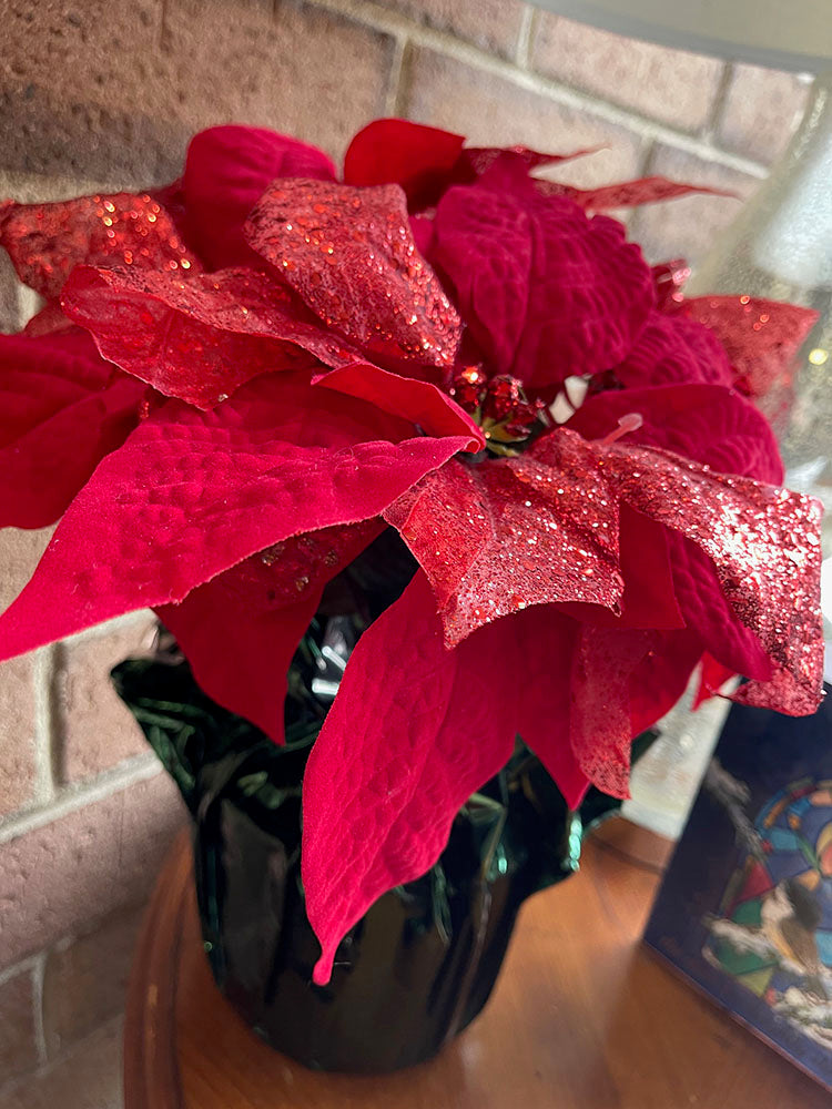 Poinsettia Digital Image Download