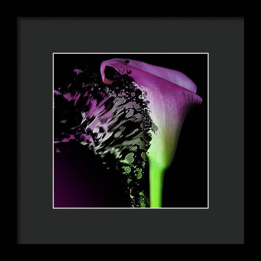 Purple Calla Lily Departs - Framed Print