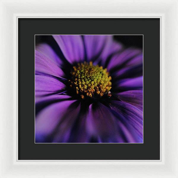 Purple Daisy - Framed Print