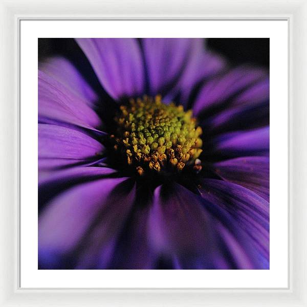 Purple Daisy - Framed Print