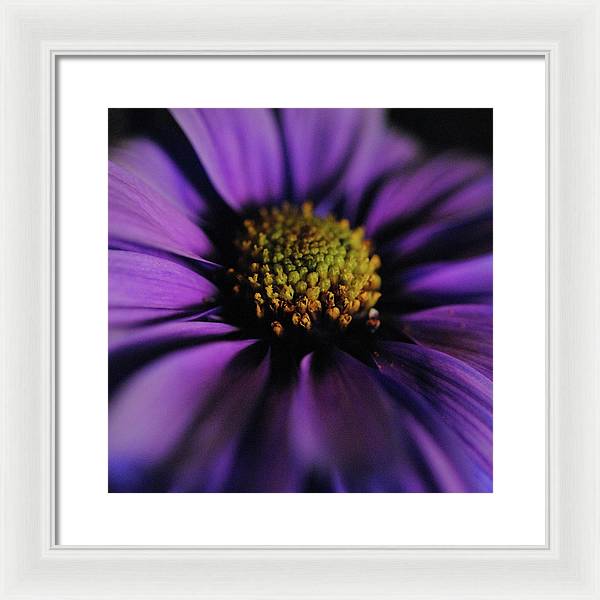 Purple Daisy - Framed Print
