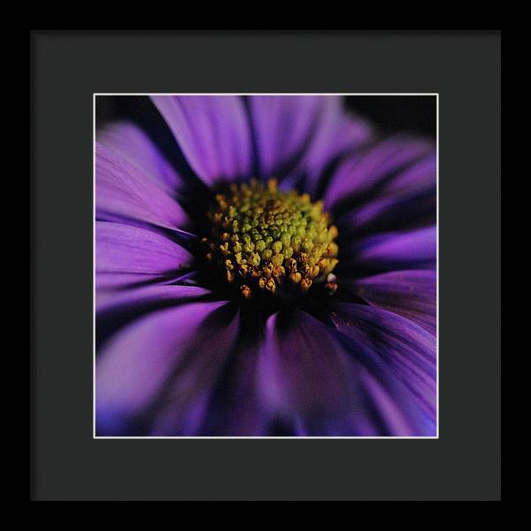 Purple Daisy - Framed Print