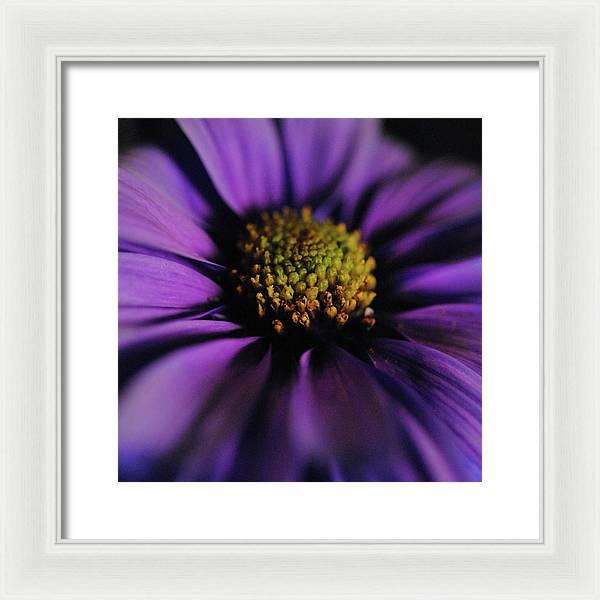 Purple Daisy - Framed Print