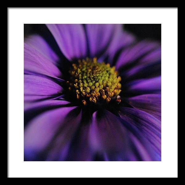 Purple Daisy - Framed Print
