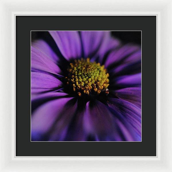 Purple Daisy - Framed Print