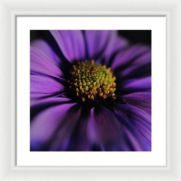 Purple Daisy - Framed Print